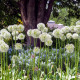 Česnek Mount Everest - Allium - cibule okrasného česneku - 1 ks