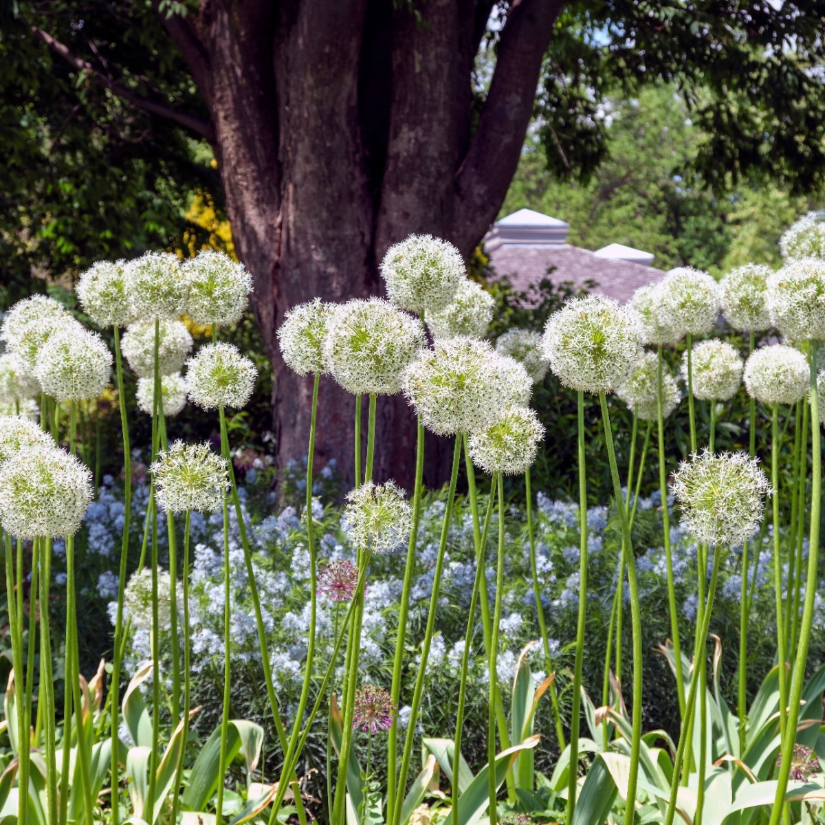 Česnek Mount Everest - Allium - cibule okrasného česneku - 1 ks