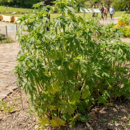 Srdečník obecný - Leonurus cardiaca - semena srdečníku - 20 ks