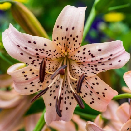 Lilie Pink Tiger - Lilium - cibule lilie - 1 ks
