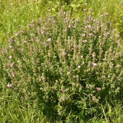 Jehlice rolní - Ononis Arvensis - semena jehlice - 20 ks