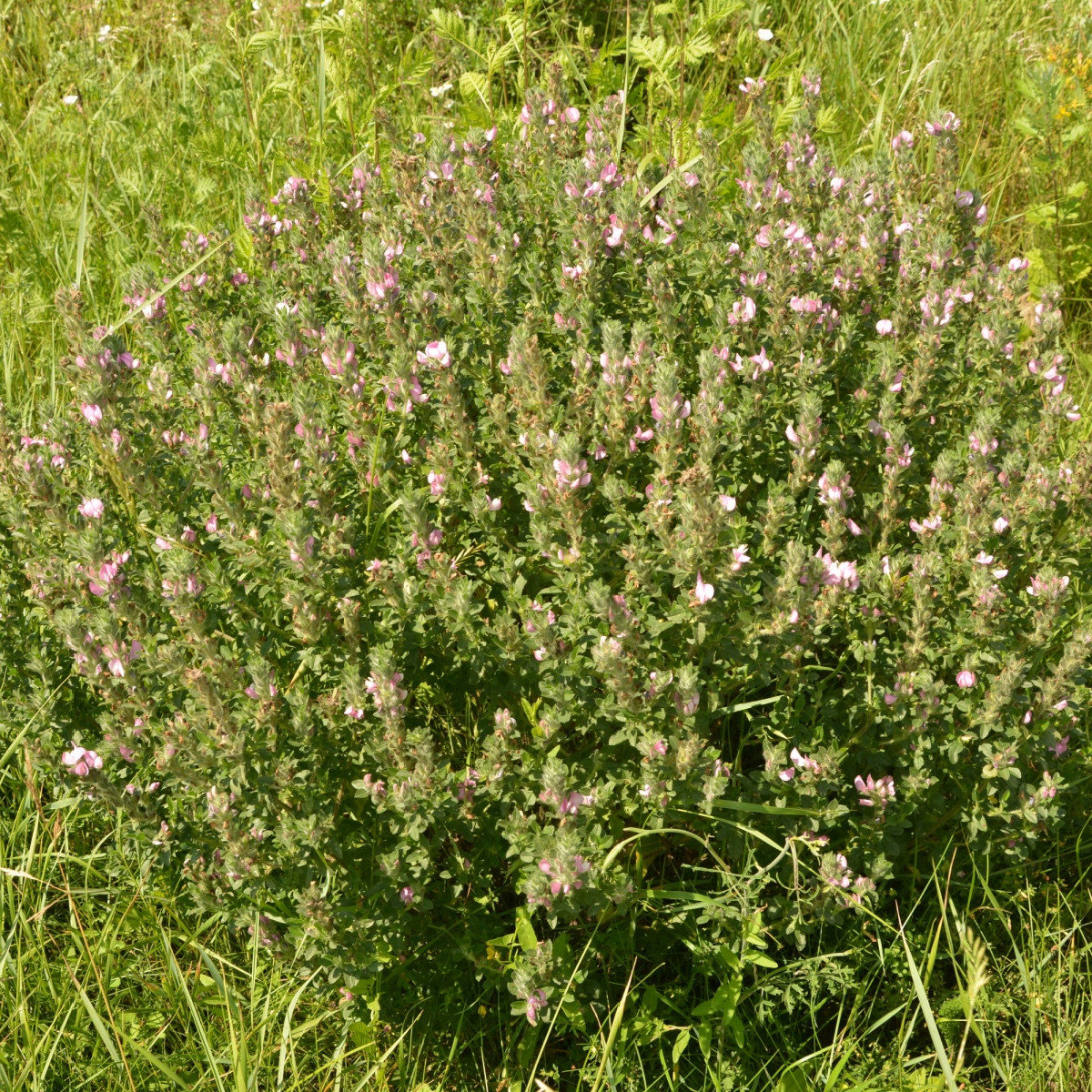 Jehlice rolní - Ononis Arvensis - semena jehlice - 20 ks