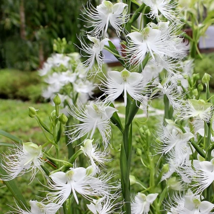 Pillangó orchidea - Habenaria radiata - pillangó orchidea gumók - 1 db