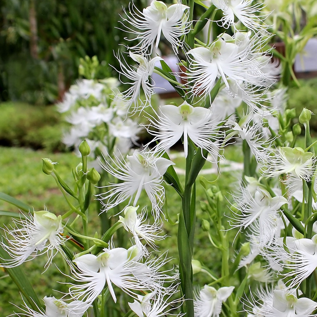 Pillangó orchidea - Habenaria radiata - pillangó orchidea gumók - 1 db