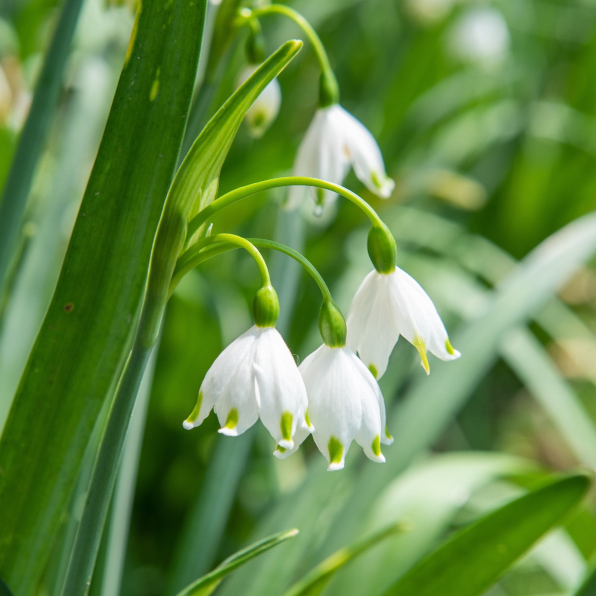 Bledule letní - Leucojum aestivum - cibule bledule - 2 ks