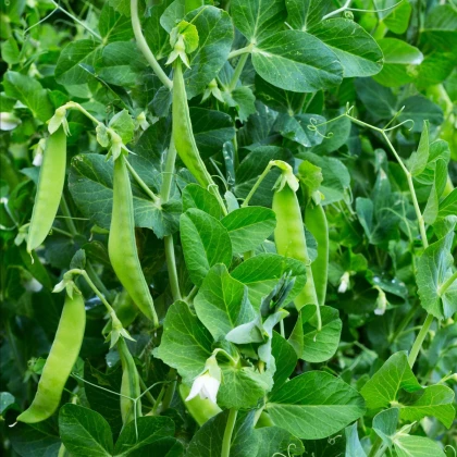 BIO Hrách cukrový Ambrosia - Pisum sativum - bio semena hrachu - 45 ks