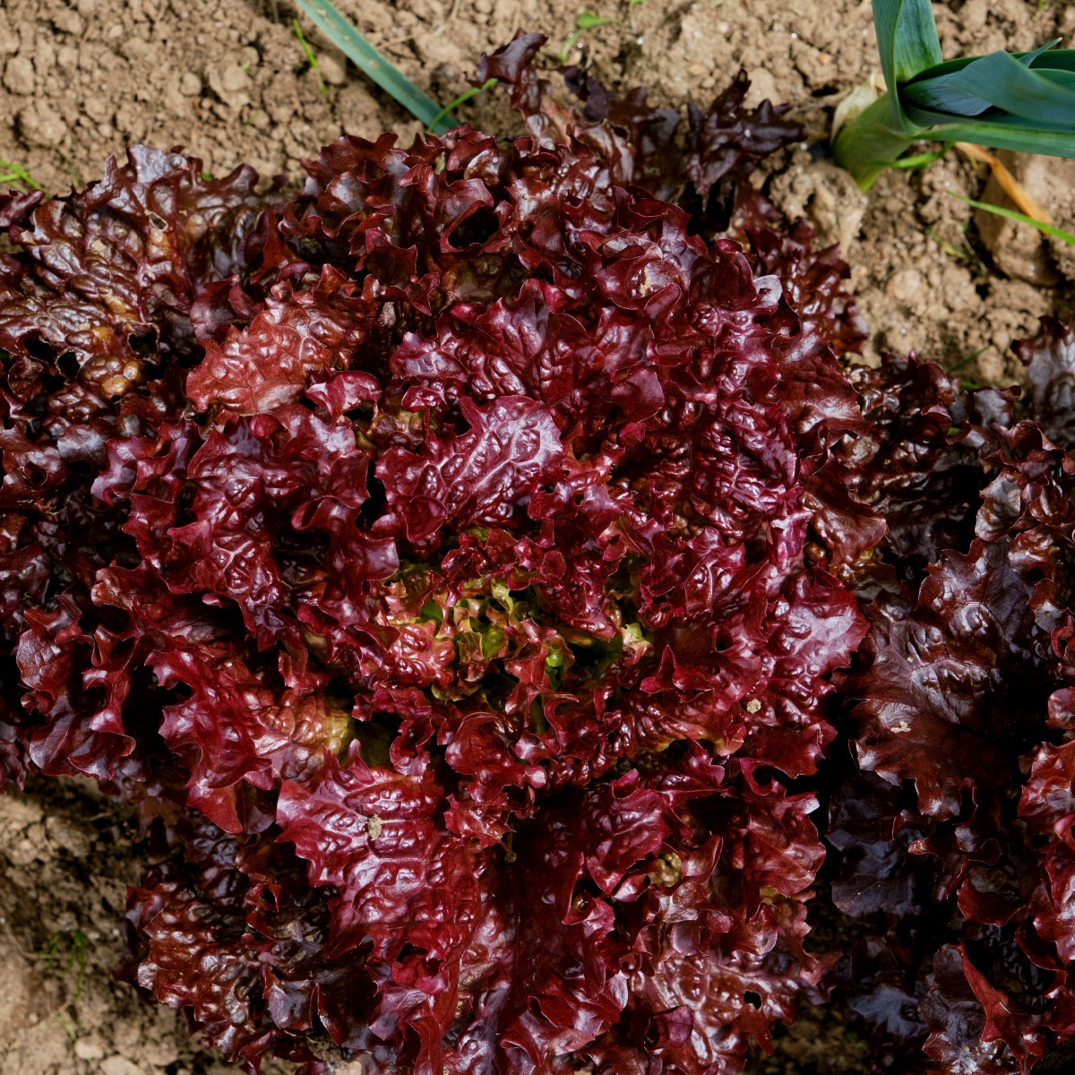 BIO Salát listový kadeřavý Lollo Rossa - Lactuca sativa - bio semena salátu - 80 ks