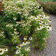 Třapatkovka nachová Primadonna White - Echinacea purpurea - semena třapatkovky - 15 ks