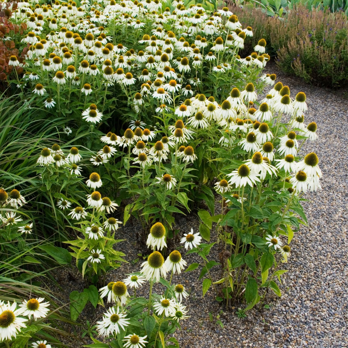 Třapatkovka nachová Primadonna White - Echinacea purpurea - semena třapatkovky - 15 ks