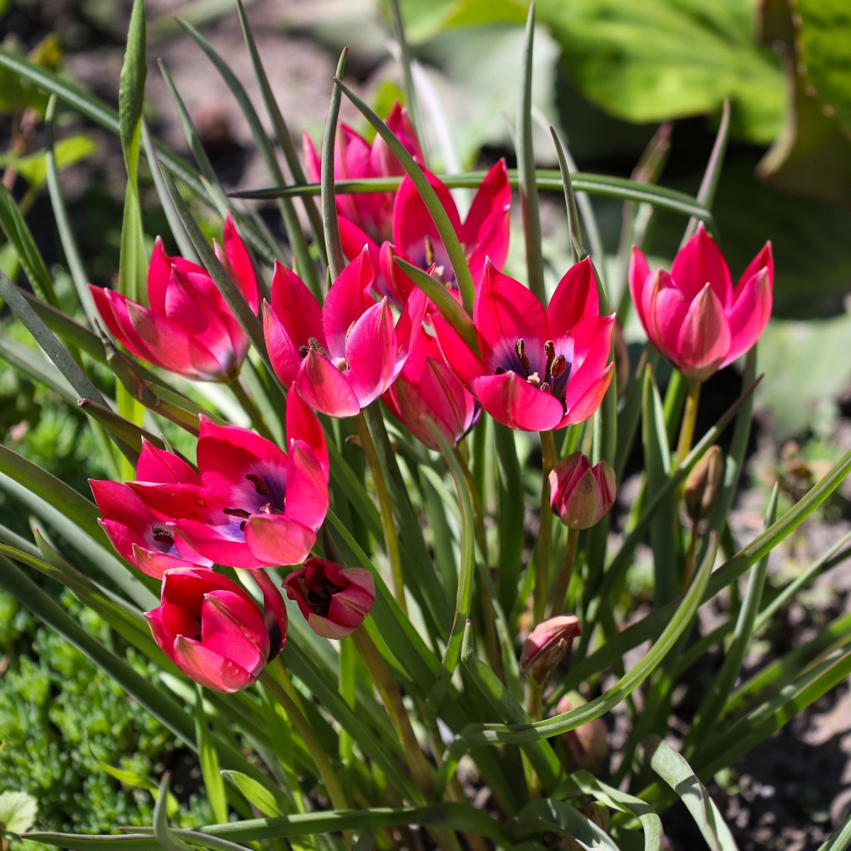 Tulipán Little Beauty - Tulipa - cibule tulipánu - 3 ks
