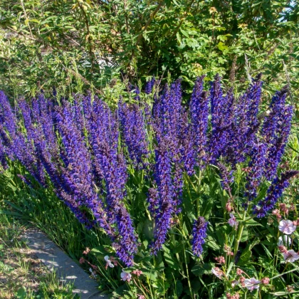 Šalvěj luční - Salvia pratensis - semena šalvěje - 150 ks