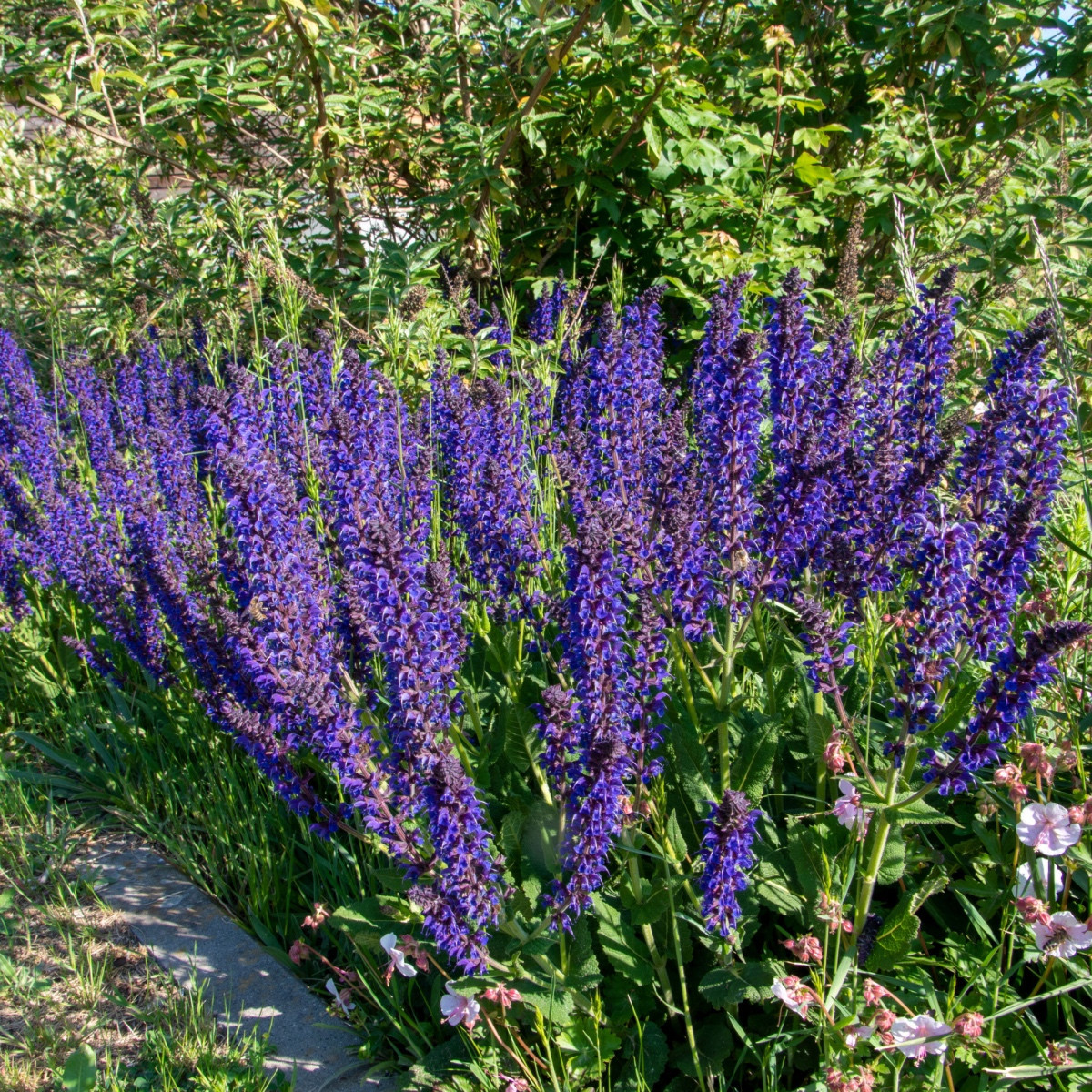 Šalvěj luční - Salvia pratensis - semena šalvěje - 150 ks