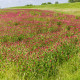 Rózsaszín lóhere – Trifolium incarnatum – lóhere magok – 150 db