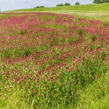 Rózsaszín lóhere – Trifolium incarnatum – lóhere magok – 150 db