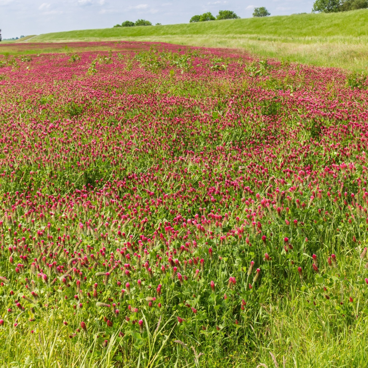 Jetel inkarnát - Trifolium incarnatum - semena jetele - 120 ks