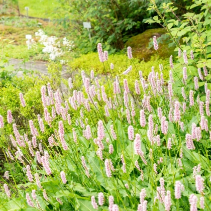 Rdesno Hadí kořen - Bistorta officinalis - semena rdesna - 15 ks