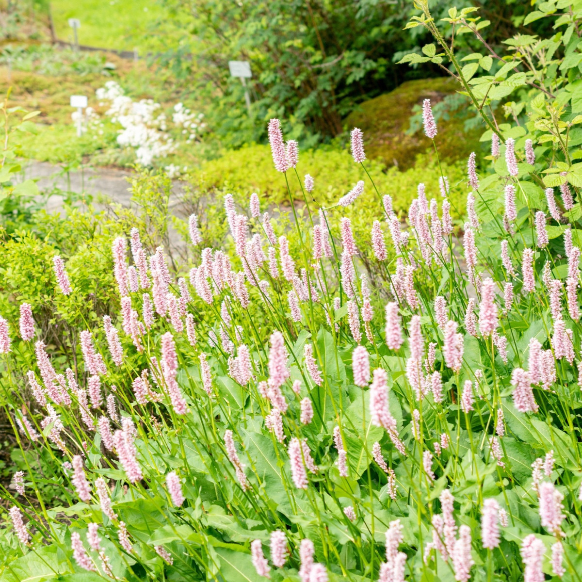 Rdesno Hadí kořen - Bistorta officinalis - semena rdesna - 15 ks