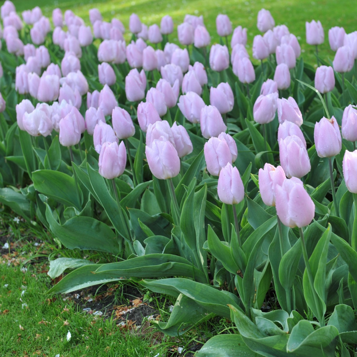 Tulipán Candy Prince - Tulipa - cibule tulipánu - 3 ks