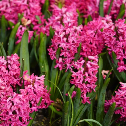 Hyacint Jan Bos - Hyacinthus - cibule hyacintu - 1 ks