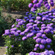 Astra čínská vysoká modrá Princess - Callistephus chinensis - semena astry - 50 ks