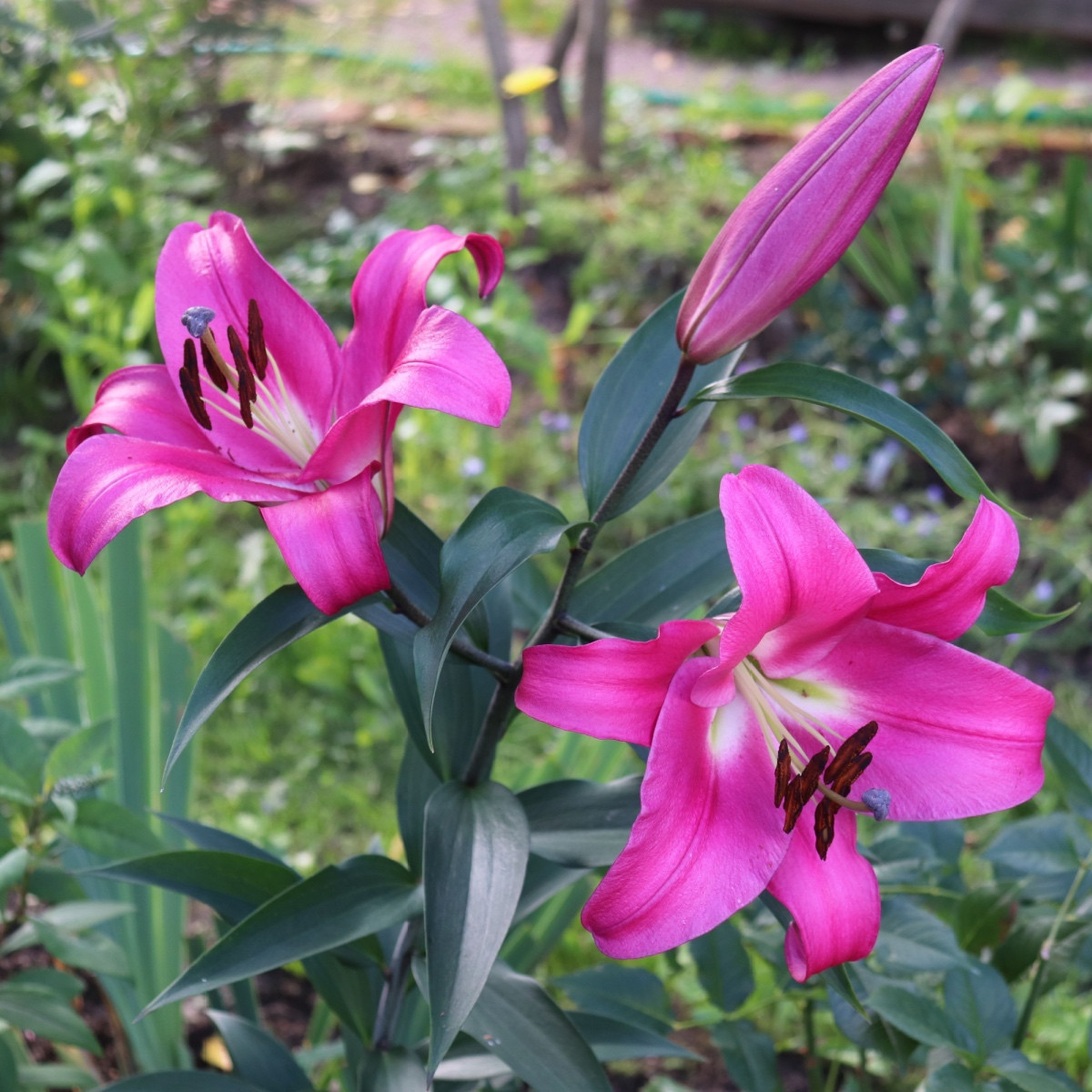 Lilie Robina - Lilium - cibule lilie - 1 ks