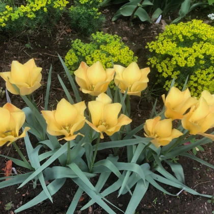 Tulipán Batalinii Bright Gem - Tulipa - cibule tulipánu - 3 ks