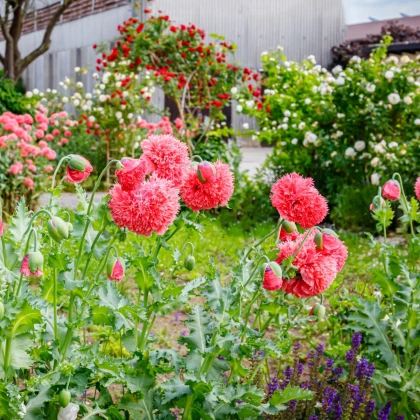 Mák Scarlet Peony - Papaver somniferum - semena máku - 150 ks