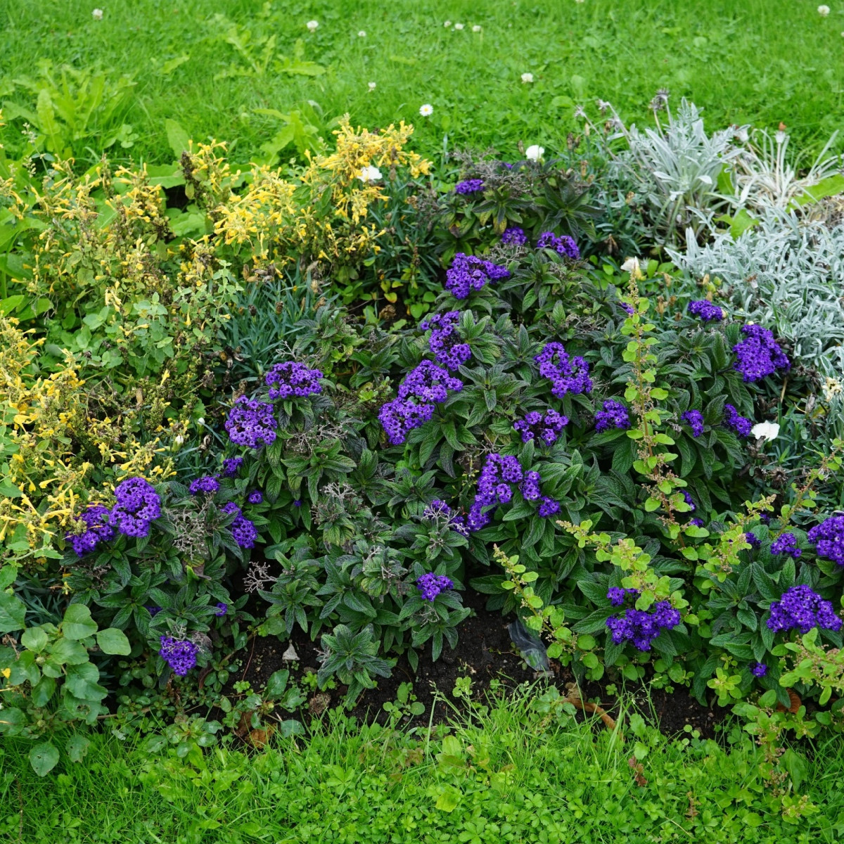 Otočník stromovitý Marine - Heliotropium arborescens - semena otočníku - 40 ks