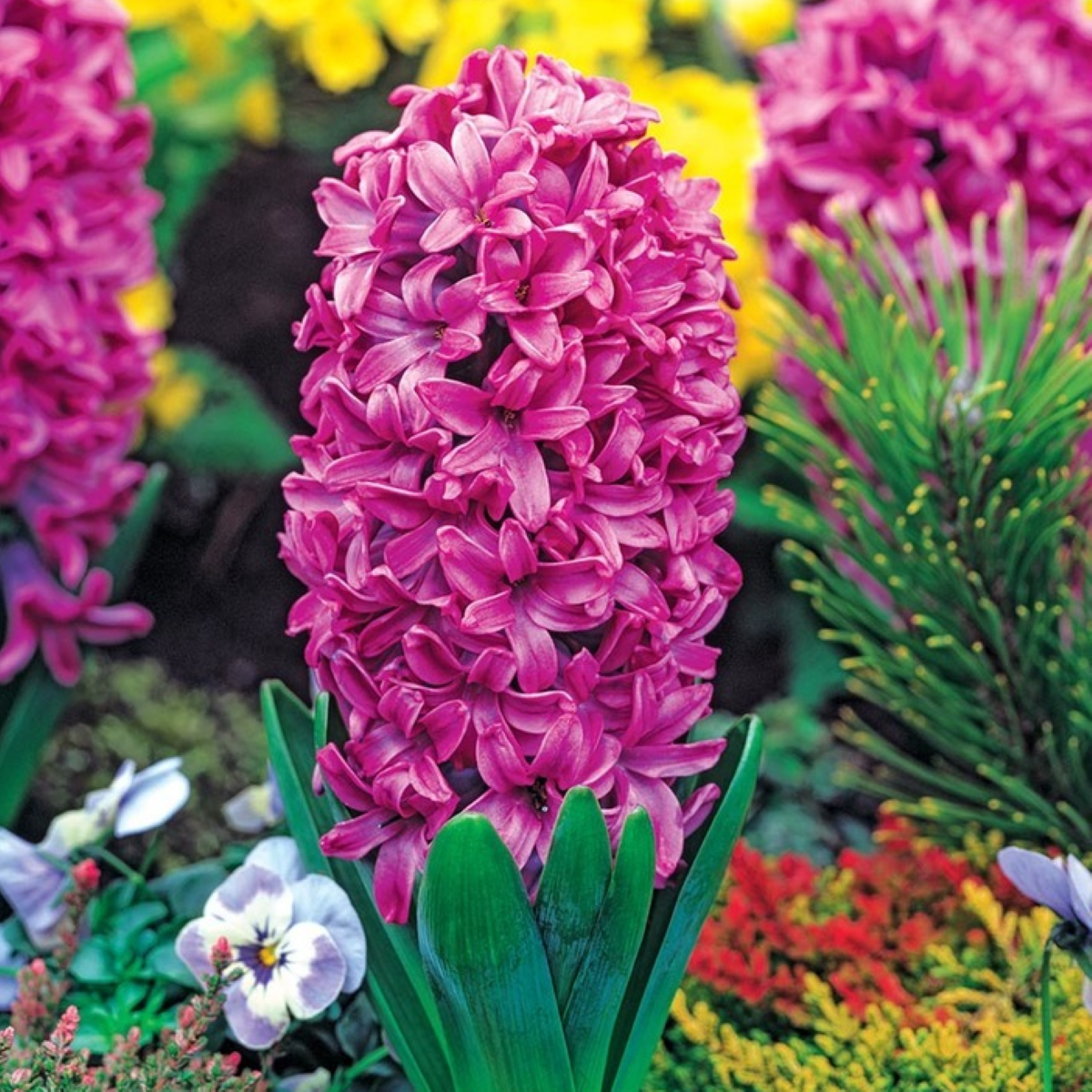 Hyacint Miss Saigon - Hyacinthus - cibule hyacintu - 1 ks