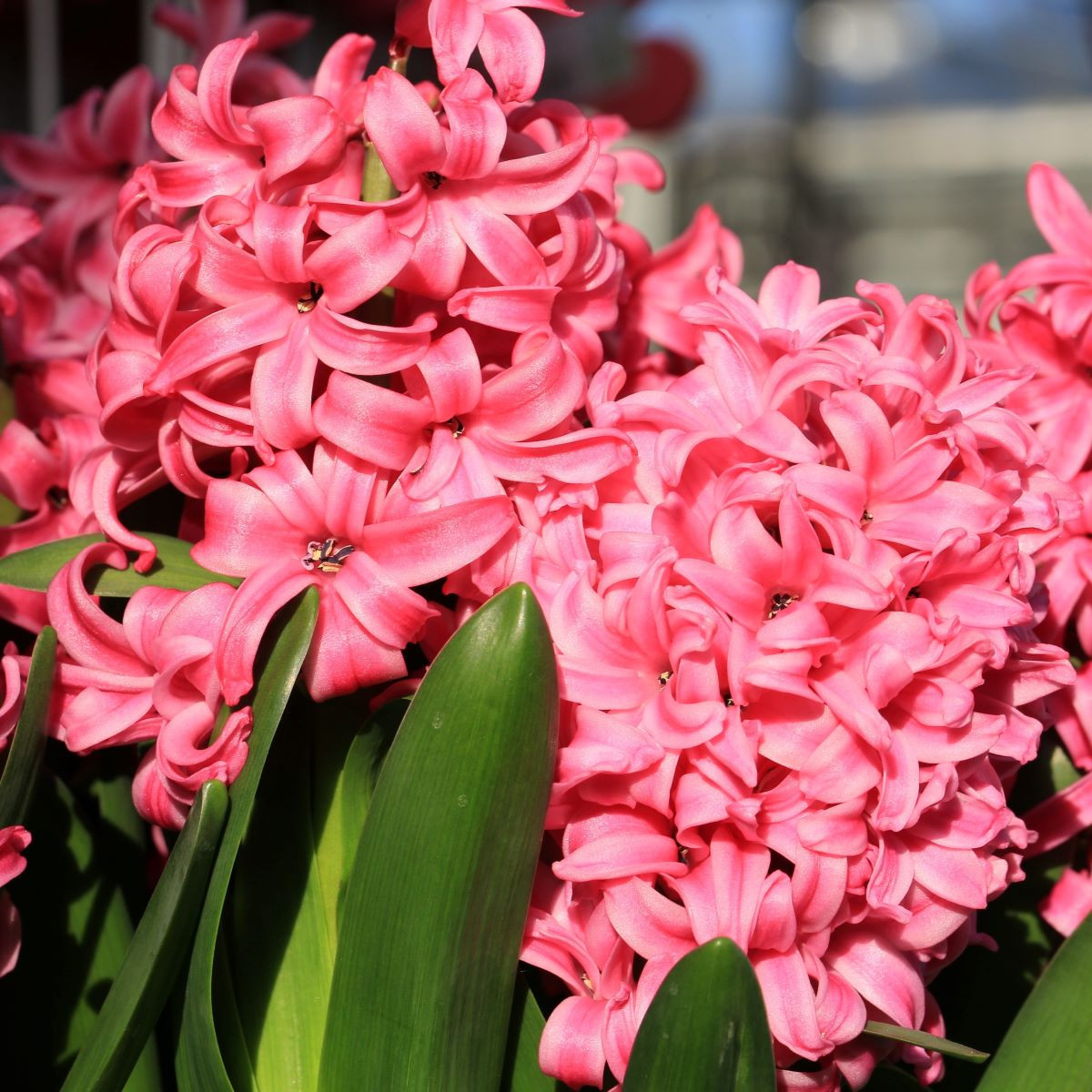 Hyacint Pink Pearl - Hyacinthus L. - cibule hyacintu - 1 ks