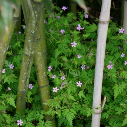 BIO Kakost smrdutý - Geranium robertianum - bio semena kakostu - 10 ks - ukončený