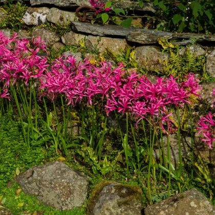 Nerine Bowdenova - Nerine bowdenii - hlízy nerine - 1 ks