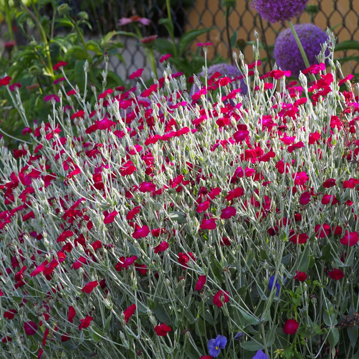 Kohoutek věncový - Lychnis coronaria - semena kohoutku - 50 ks
