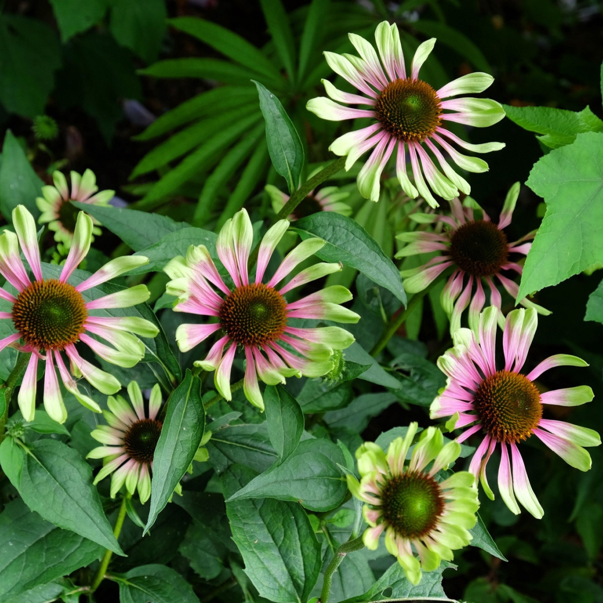 Třapatkovka Green Twister - Echinacea purpurea - prostokořenné sazenice třapatkovky - 1 ks