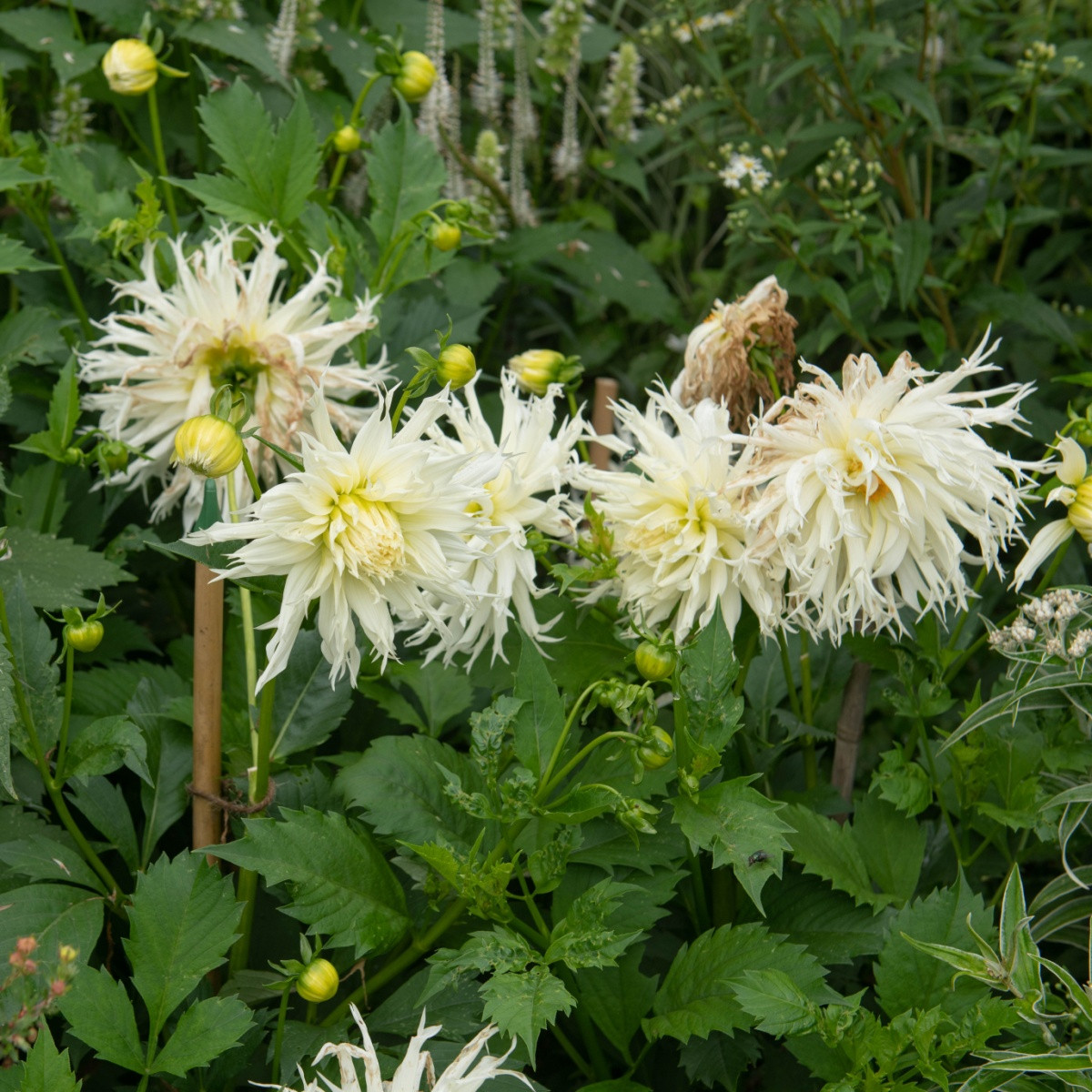 Jiřinka Tsuki Yori No Shisha - Dahlia - hlízy jiřinky - 1 ks
