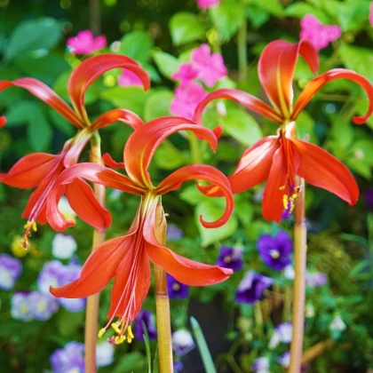 Sprekélie červená - Sprekelia formosissima - cibule sprekélie - 1 ks