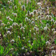 BIO Jitrocel Minutina - Plantago coronopus - bio semena jitrocele - 500 ks