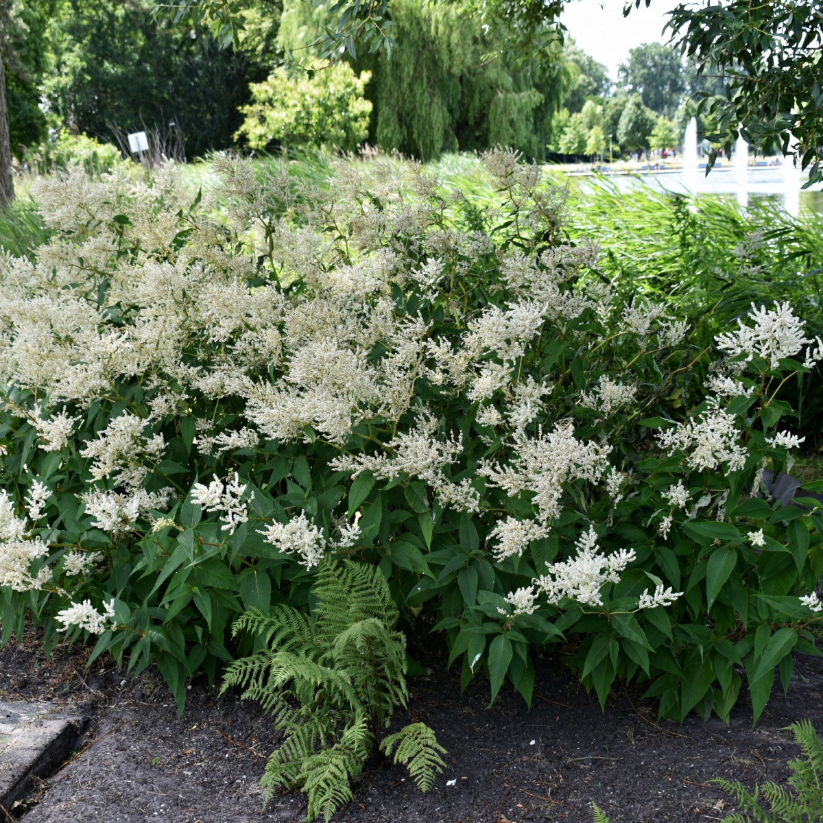 Čechrava japonská Deutschland - Astilbe japonica - hlízy čechravy - 1 ks