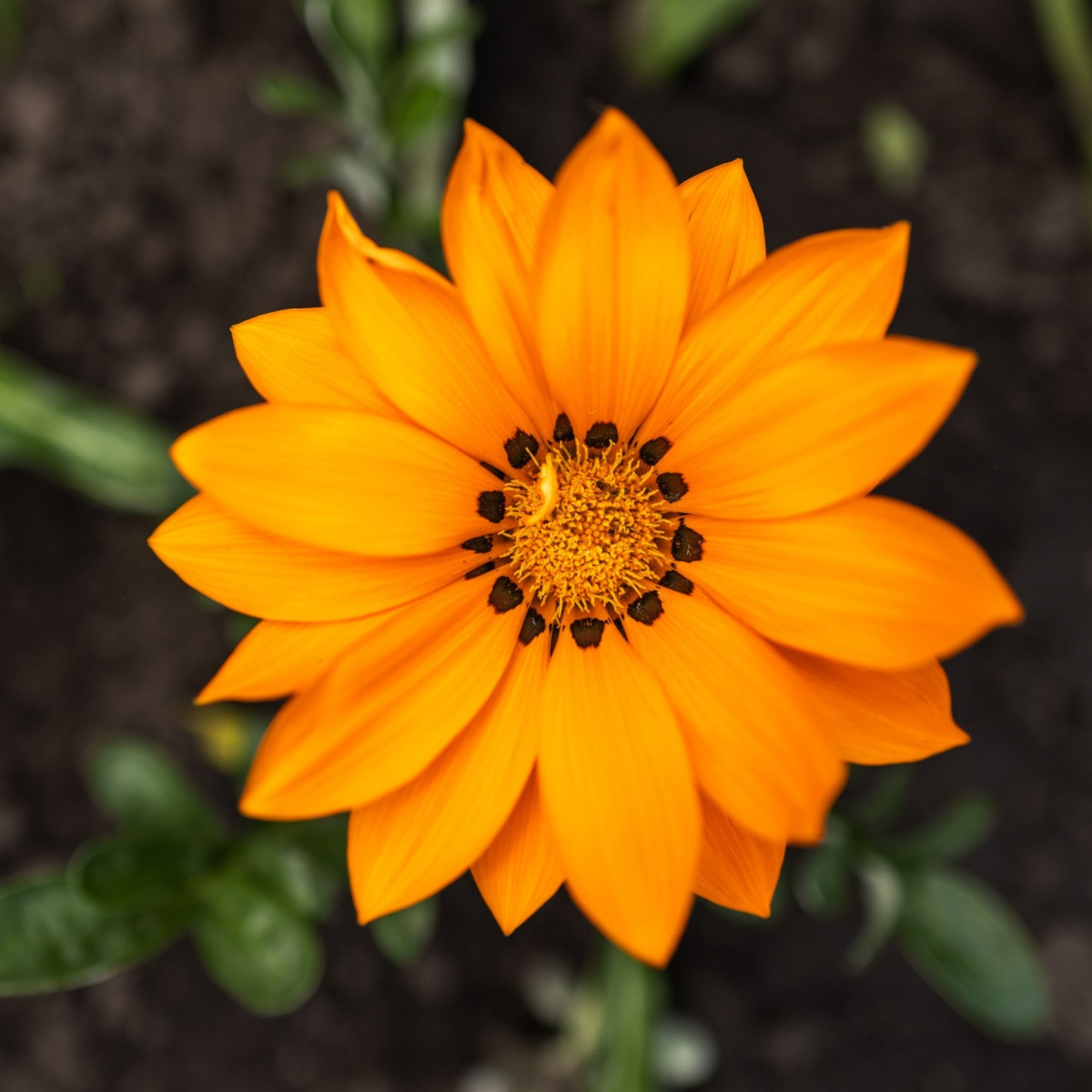 Gazánie Kiss Orange F1 - Gazania rigens - semena gazánie - 12 ks