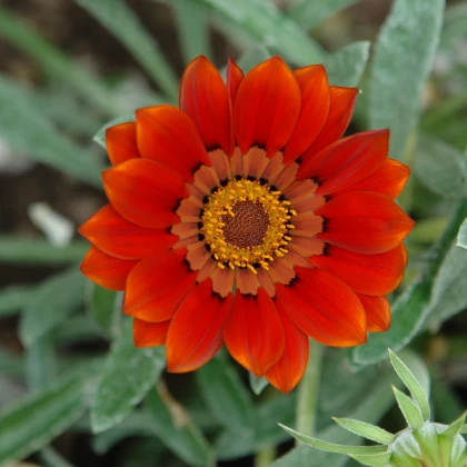 Gazánie Frosty Kiss Red F1 - Gazania rigens - semena gazánie - 12 ks