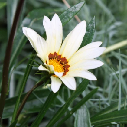 Gazánie Kiss White F1 - Gazania rigens - semena gazánie - 12 ks