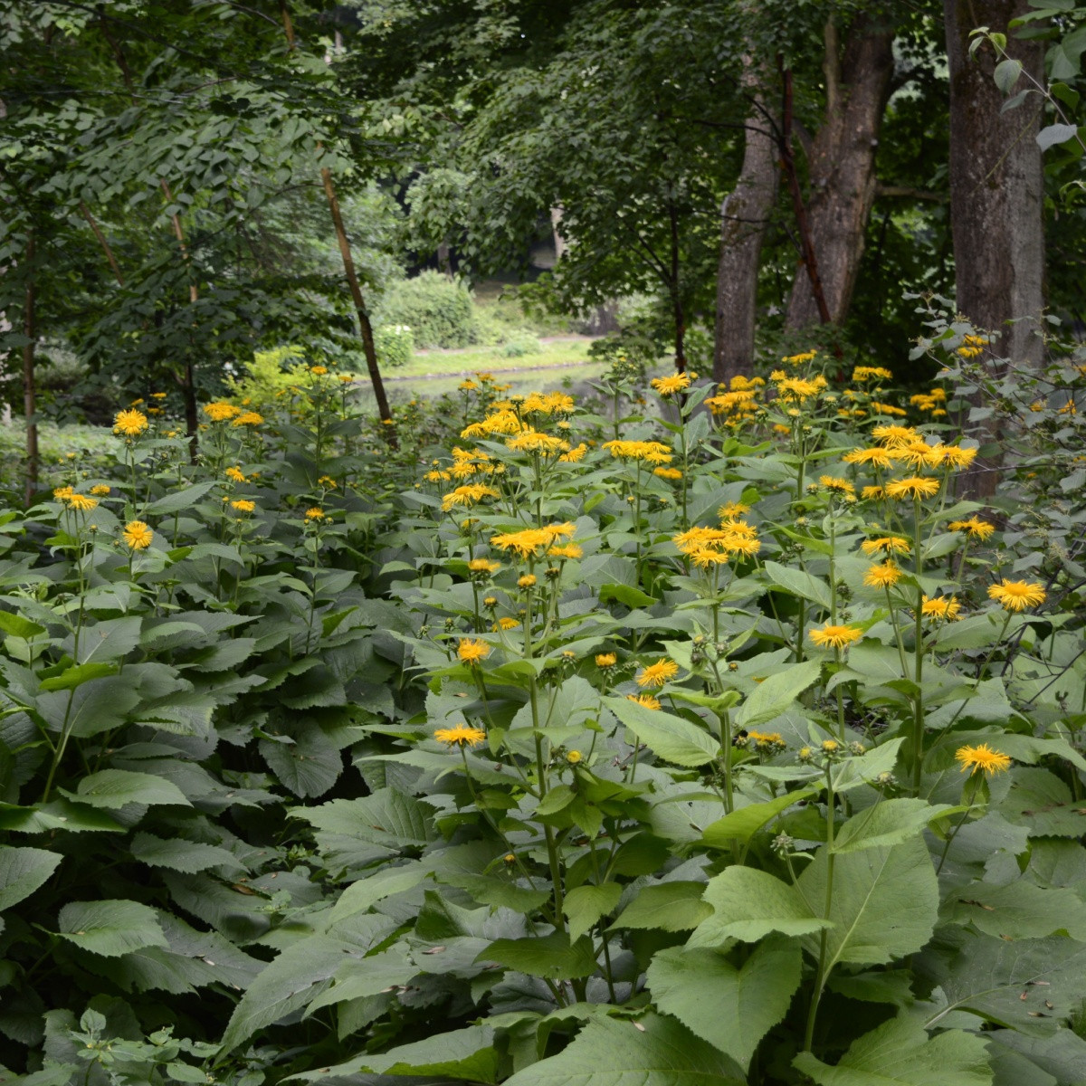 Oman pravý - Inula helenium - semena omanu - 20 ks