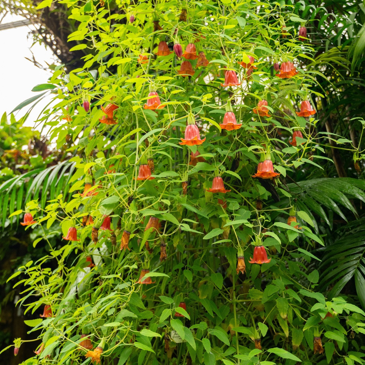 Kanarína kanárská - Canarina canariensis - semena kanaríny - 6 ks