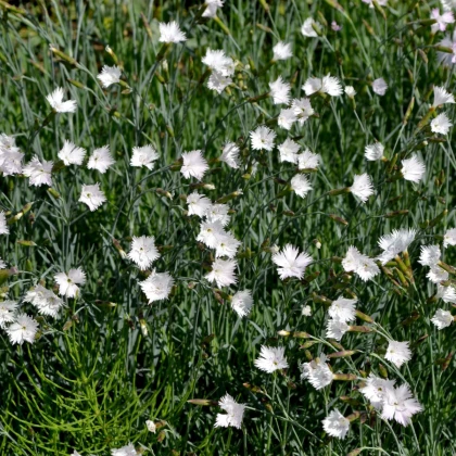 Hvozdík kropenatý bílý - Dianthus deltoides - semena hvozdíku - 100 ks