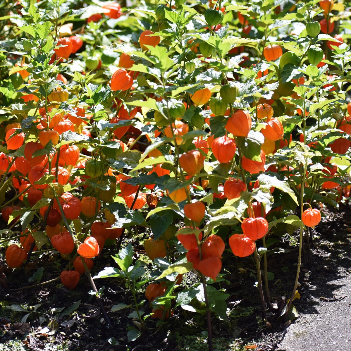 Mochyně židovská - Physalis alkekengi - semena mochyně - 30 ks