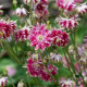 Orlíček Nora Barlow - Aquilegia vulgaris - semena orlíčku - 30 ks