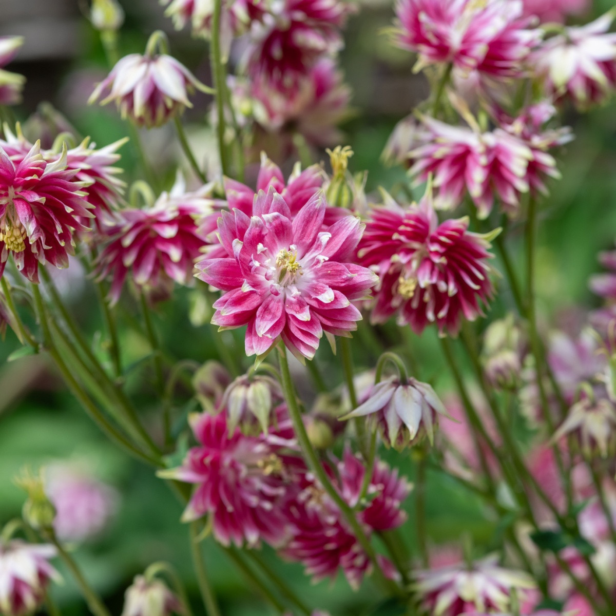 Orlíček Nora Barlow - Aquilegia vulgaris - semena orlíčku - 30 ks