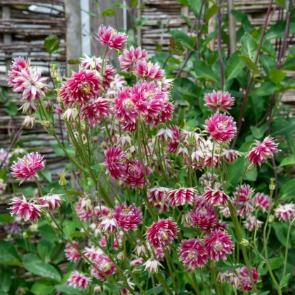Orlíček Nora Barlow - Aquilegia vulgaris - semena orlíčku - 30 ks