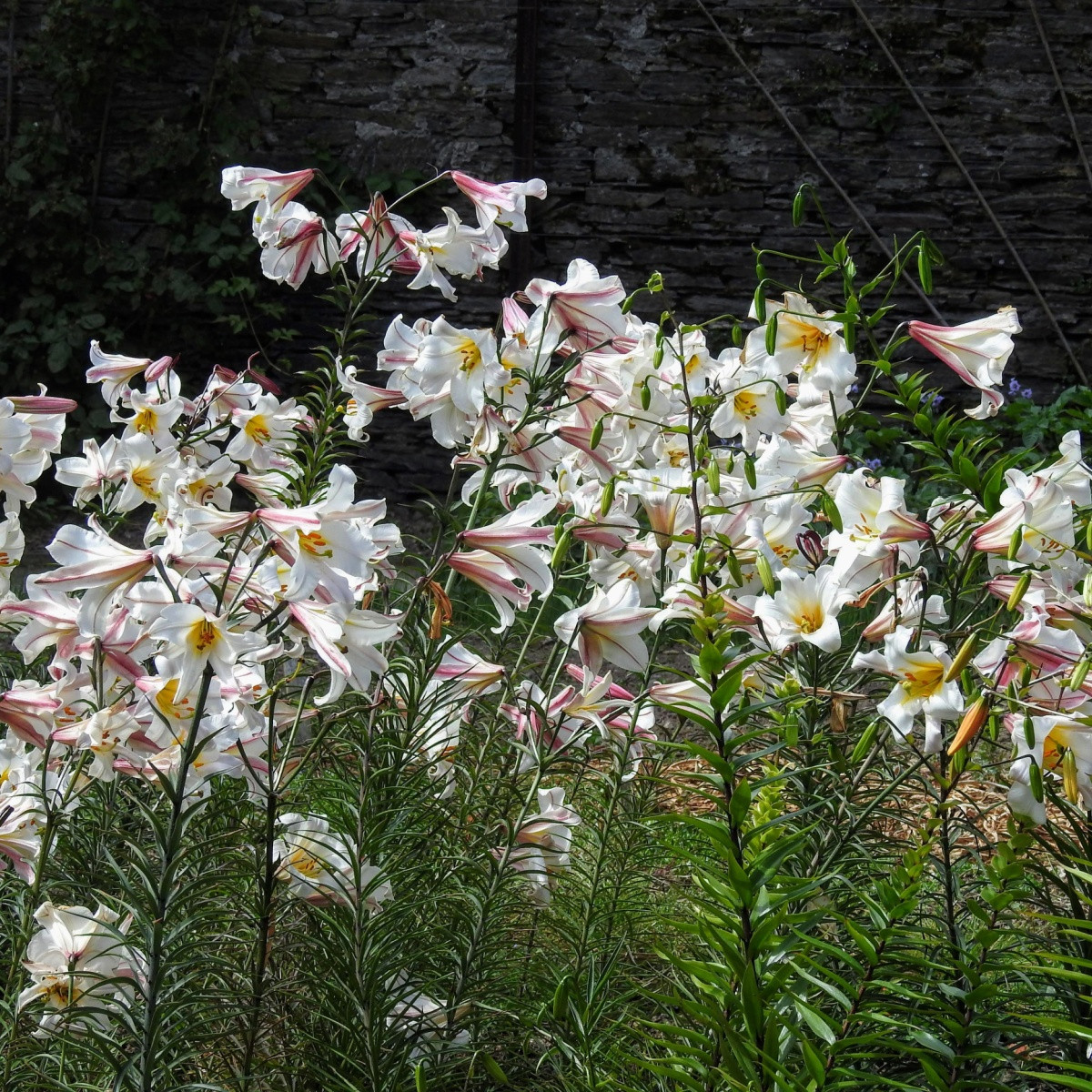 Lilie královská - Lilium regale - cibule lilie - 1 ks
