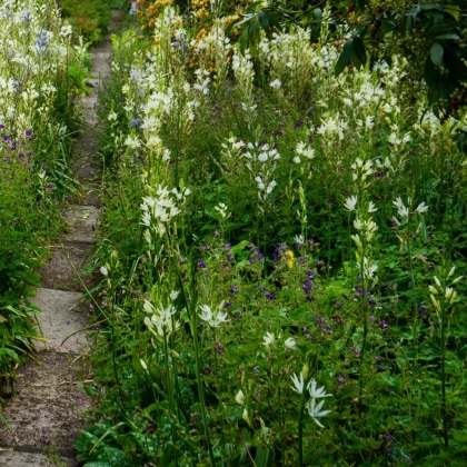 Ladoník bílý - Camassia alba - cibule ladoníku - 2 ks